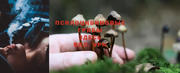 трава Бородино